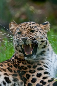 leopard-1